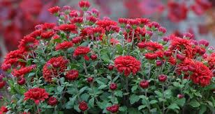 Red Chrysanthemum Flower Seeds for Planting – Heirloom Non-GMO Organic Garden Seeds, Perfect for Borders
