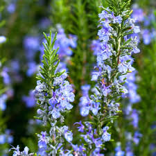 Lavender Rosemary Flower Seeds for Planting – Heirloom, Non-GMO, Hardy Variety Organic Garden Seeds