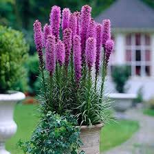 Lavender Liatris Flower Seeds for Planting – Heirloom Non-GMO Drought Tolerant Organic Garden Seeds