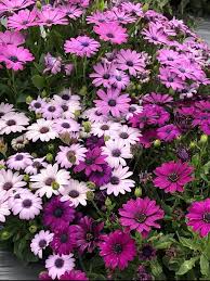 Osteospermum Ecklonis Flower Seeds for Planting – Premium Quality, Heirloom, Non-GMO Garden Seeds