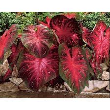 Berries and Burgundy Caladium Seeds for Planting – Heirloom, Non-GMO, Shade Tolerant