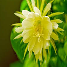 Epiphyllum Flower Seeds for Planting Heirloom Non-GMO High Germination Organic Garden Seeds