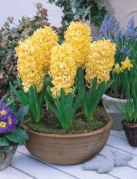 Yellow Hyacinthus Orientalis Flower Seeds for Planting – Perfect for Borders, Heirloom, Non-GMO, High Germination Seeds