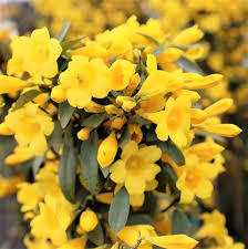 Carolina Yellow Jasmine Vine Seeds – Heirloom, Non-GMO, Perennial Blooms