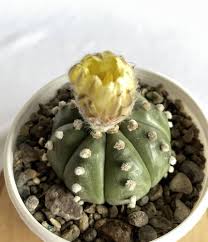 Astrophytum Flower Seeds for Planting – Heirloom, Non-GMO & High Germination Cactus Seeds