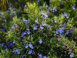 Rosemary Flower Seeds for Planting – Low Maintenance, Heirloom, Non-GMO Organic Garden Seeds