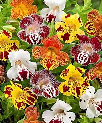Mixed Mimulus Seeds for Planting | Heirloom Non-GMO High Germination Organic Garden Seeds