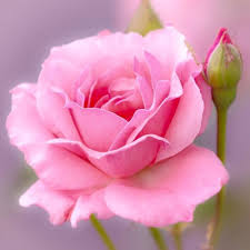 Rose Flower Pink Seeds for Planting – Heirloom Non-GMO High Germination Organic Garden Seeds