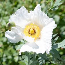 Coulteri Flower seeds for Planting - Cottage Garden Essential, Heirloom &amp; GMO Free Seeds for Home Garden High Germination