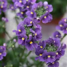 Blue Nemesia Flower Seeds for Planting – Pollinator Friendly Heirloom Non-GMO Garden Seeds