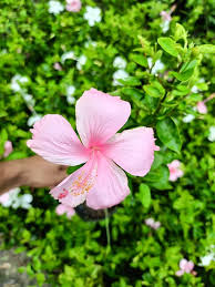 Hibiscus Bonsai Flower Seeds for Planting – Perfect for Borders Heirloom Non-GMO Organic Garden Seeds