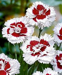 White Maroon Dianthus Flower Seeds – Heirloom, Non-GMO, High Germination Organic Garden Seeds
