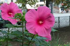 Giant Hibiscus Flower Seeds for Planting – Seasonal Bloomer, Heirloom, Non-GMO, High Germination
