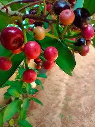 Coralberry Shrub Flower Seeds for Planting – Seasonal Bloomer, Heirloom, Non-GMO, High Germination