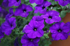 Violet Petunia Flower Seeds for Planting – Cut Flower Favorite, Heirloom, Non-GMO, High Germination
