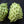 Annon fruit seeds for planting - Heirloom & Non-GMO Garden seeds for tropical exotic fruit trees