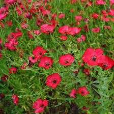 Scarlet Flax Flower Seeds for Planting – Heirloom, Non-GMO, High Germination Organic Garden Seeds