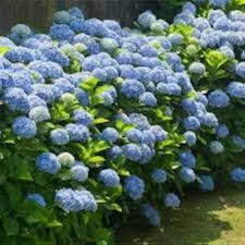 Blue Hydrangea Flower Seeds for Planting – Heirloom, Non-GMO, Compact Growth Organic Garden Seeds