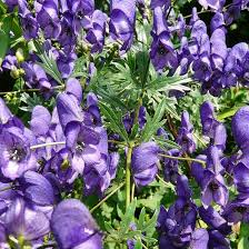 Blue Aconitum Napellus Flower Seeds for Planting – Heirloom, Non-GMO, High Germination Organic Garden Seeds