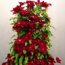 Clematis Burgundy Flower Seeds for Planting – Heirloom Non-GMO High Germination Organic Garden Seeds