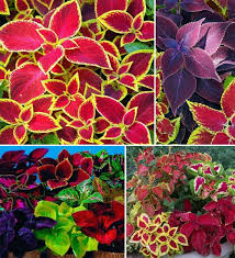Mixed Coleus Flower Seeds for Planting | Heirloom Non-GMO High Germination Organic Garden Seeds