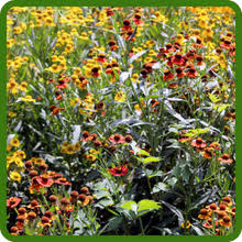 Helenium Flower Seeds for Planting – Long Bloom Season, Heirloom, Non-GMO, High Germination Garden Seeds
