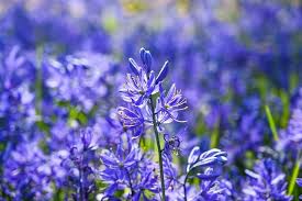 Heirloom Camassia Leichtlinii Flower Seeds – Non-GMO, High Germination Organic Garden Seeds