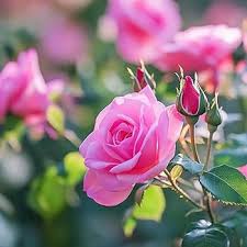 Deep Pink Rose Flower Seeds for Planting – Heirloom, Non-GMO, High Germination Organic Garden Seeds