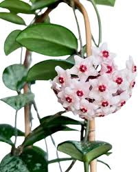 Hoya Carnosa Flower Seeds for Planting | Heirloom Non-GMO High Germination Organic Garden Seeds