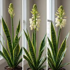 Sansevieria Flower Seeds for Planting – Heirloom, Non-GMO, High Germination Organic Garden Seeds