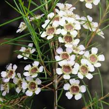 Chamelaucium Flower Seeds for Planting | Heirloom Non-GMO Organic Garden Seeds, Cut Flower Favorite, High Germination