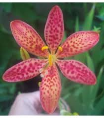 Belamcanda Flower Seeds for Planting – Heirloom, Non-GMO, Hardy Variety Organic Garden Seeds