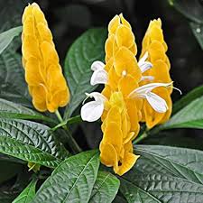 White Yellow Pachystachys Flower Seeds for Planting | Heirloom Non-GMO High Germination Organic Garden Seeds