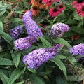 Violet Buddleja Flower Seeds for Planting – Heirloom, Non-GMO, High Germination Organic Garden Seeds