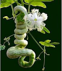 White Trichosanthes Cucumerina Flower Seeds for Planting – Heirloom, Non-GMO, High Germination Organic Garden Seeds