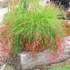 Russelia Flower Seeds for Planting – Hardy Variety, Heirloom, Non-GMO, High Germination, Organic Garden Seeds