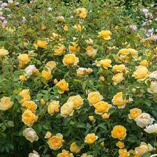 Yellow White Climbing Rose Flower Seeds for Planting – Heirloom, Non-GMO, High Germination Organic Garden Seeds