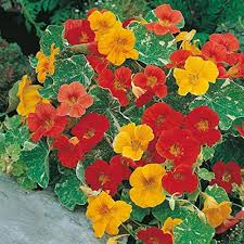 Nasturtium Flower Seeds for Planting – Heirloom, Non-GMO, High Germination Organic Garden Seeds