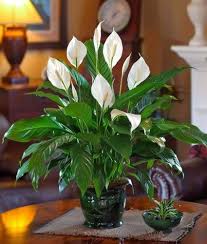 Green Spathiphyllum Flower Seeds for Planting | Heirloom Non-GMO High Germination Organic Garden Seeds