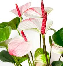 Pink White Anthurium Flower Seeds for Planting – Heirloom, Non-GMO, High Germination Organic Garden Seeds