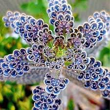 Flower Seeds, Seeds,Seeds For Planting,Plant Seeds