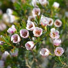 Geraldton Flower Seeds for Planting – Heirloom Non-GMO Colorful Display Organic Garden Seeds