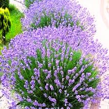 Provence Lavender Flower Seeds for Planting – Heirloom, Non-GMO, High Germination Organic Garden Seeds