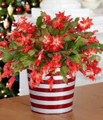 Deep Red Schlumbergera Flower Seeds for Planting - Premium Quality, Heirloom &amp; Non-GMO Seeds for Home Garden