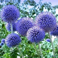 Echinops Flower Seeds for Planting – Premium Quality, Heirloom & Non-GMO Seeds