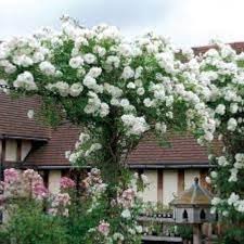White Creeper Rose Flower Seeds for Planting | Heirloom Non-GMO High Germination