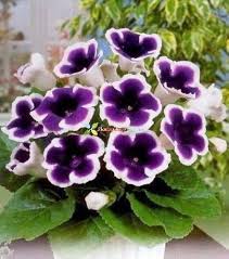 Purple &amp; White Gloxinia Flower Seeds for Planting – Heirloom, Non-GMO, High Germination Garden Seeds