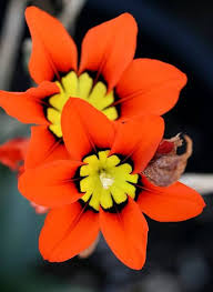 Orange Black Sparaxis Seeds for Planting – Cut Flower Favorite, Heirloom, Non-GMO Organic Garden Seeds