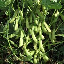 Giant Soybean Vegetable Seeds for Planting – Heirloom, Non-GMO, Organic Garden Seeds, High Germination, Protein-Rich Crop