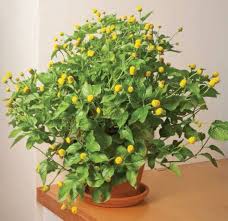 Acmella Flower Seeds for Planting – Garden Favorite, Heirloom, GMO Free Organic Garden Seeds